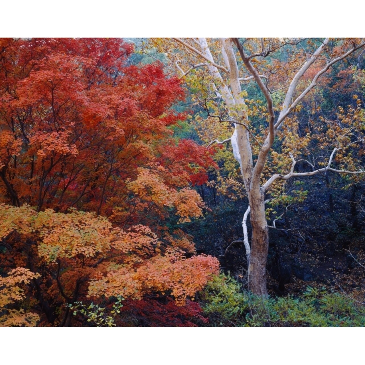Sycamore Trees And Bigtooth Maple Acer Grandidentatum Trees In A Forest Garden Canyon Huachuca Mountains Coronado 9 X 27